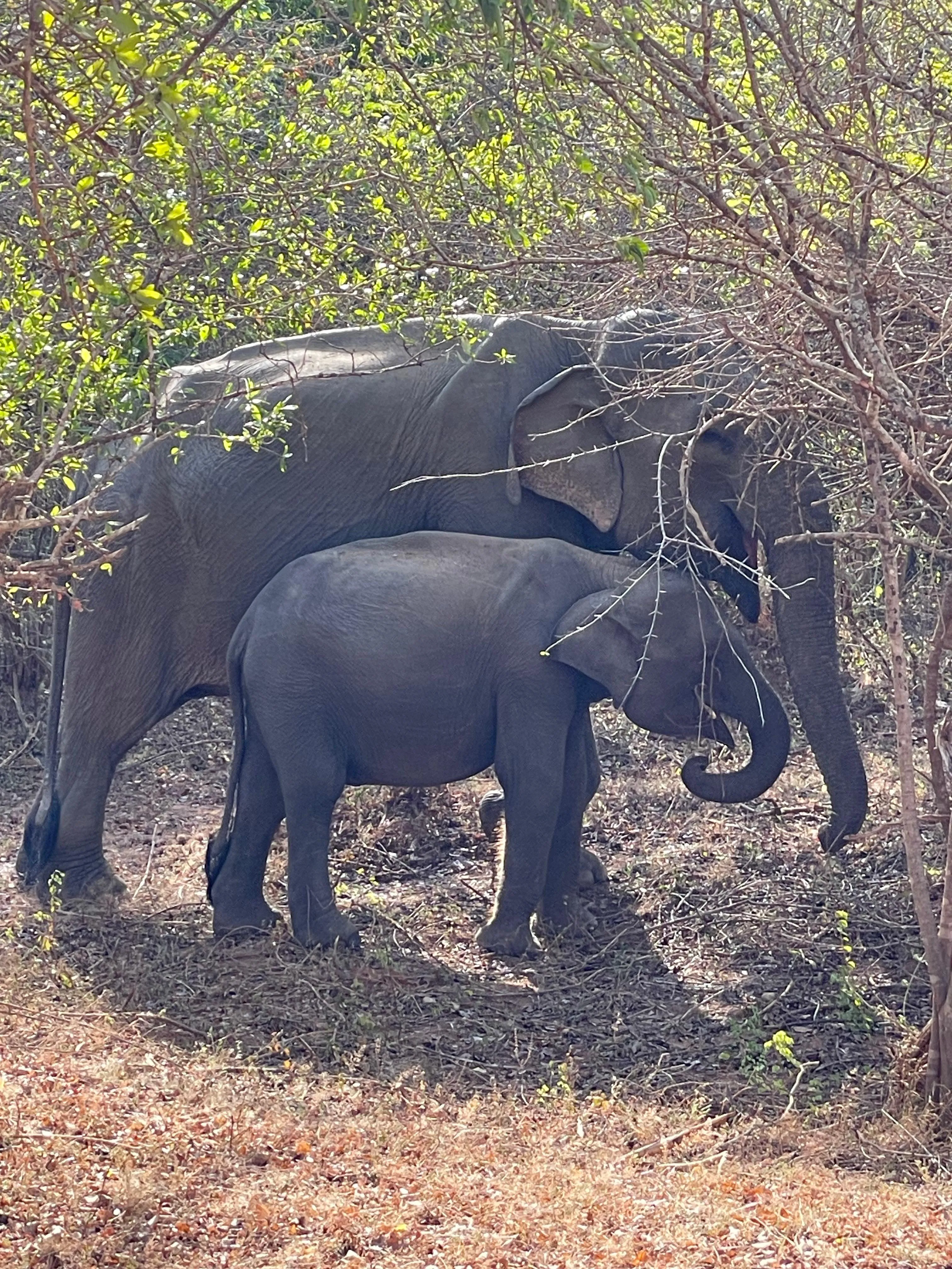 Elephants